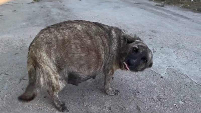 Pregnant Dog Continuously Wagging Tail, Smiling Because She Wanted Help While Abandoned By Her