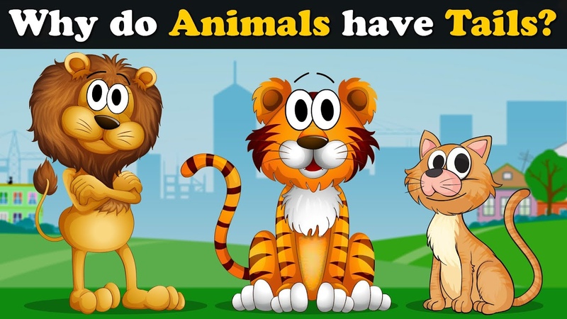 Ever wonder why Animals have Tails + more videos, ,aumsum, kids, science, education,