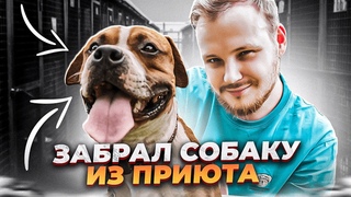 КАРОЧЕ ГОВОРЯ Я ЗАБРАЛ СОБАКУ ИЗ ПРИЮТА И ВОТ ЧТО СЛУЧИЛОСЬ