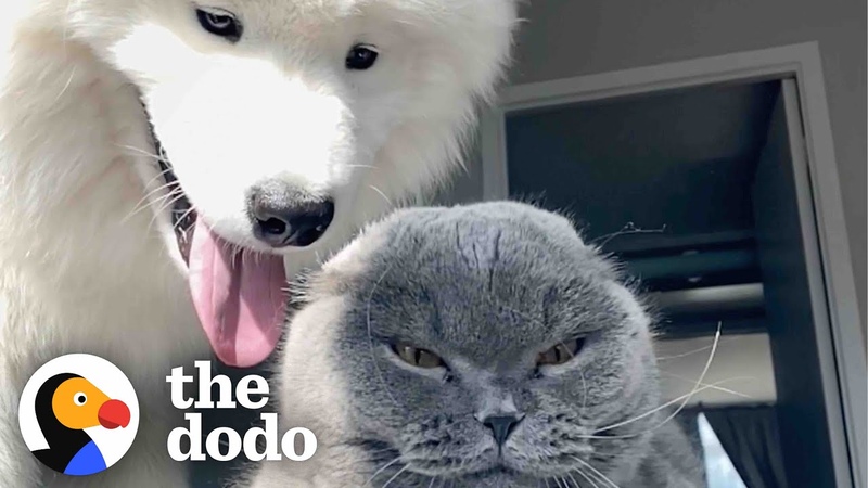 Dog Tries For Two Years To Win This Cat Over, The Dodo Odd