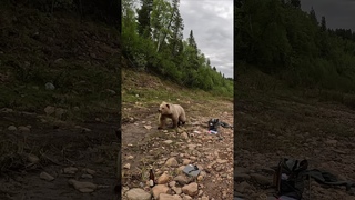 Медведь напал на людей shot #shorts #рыбалка #fishing