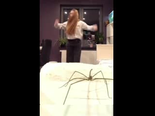 Што За Пет