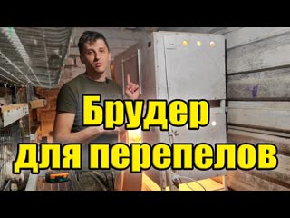 Брудер для перепелов своими руками: просто, дешево, эффективно!