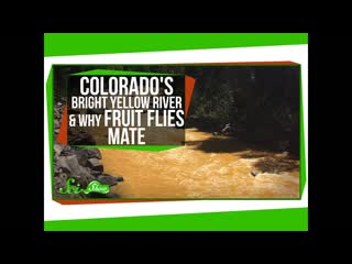 Colorado's Bright Yellow River, and Why Fruit Flies Mate