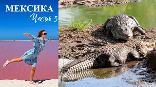 Мексика, Лас Колорадас (Las Coloradas), крокодиловая ферма, Пуэрто Морелос, Канкун,часть 5,март 2023