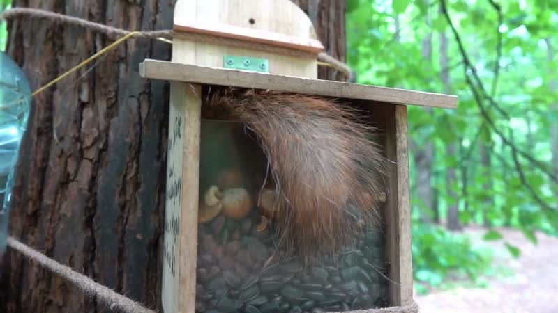 Кормлю бельчат, Feeding the