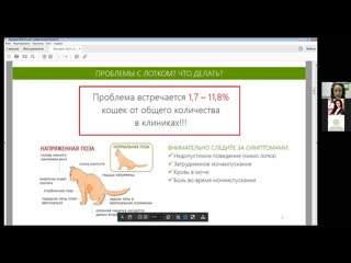 Вебинар МЗВС х Хелвет Профилактика рецидивов мочекаменной болезни у кошек