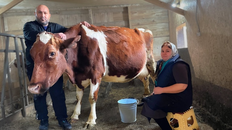 Cheesemaking at home, cheese with your own hands THE COW LIKED