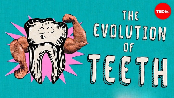 How did teeth evolve Peter S.