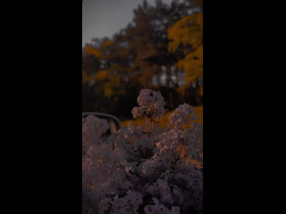 Video by  x  s