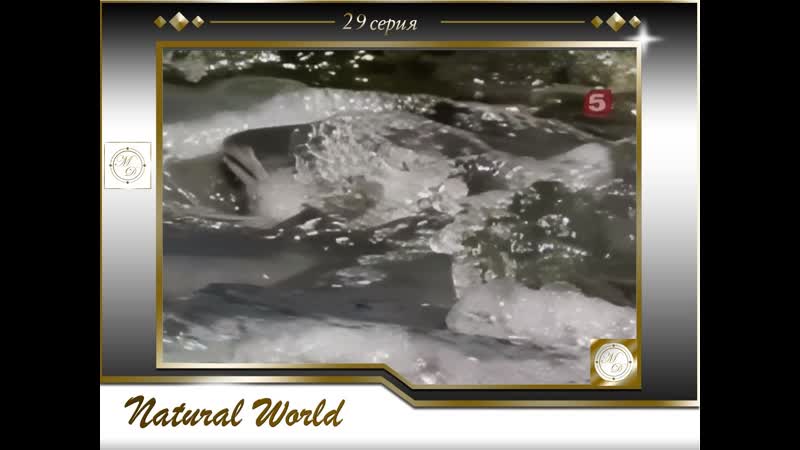 BBC Мир Природы. 29 серия Лоси на свободе, Natural World