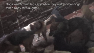 DxE Goes Into The Slaughterhouses of Yulin featuring Wayne Hsiung