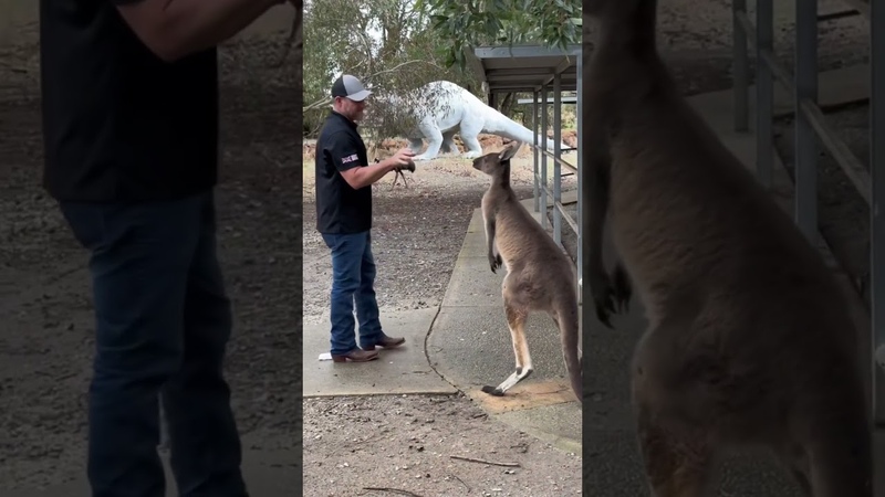 KANGAROO ATTACKS FATHER SON , australia,