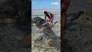 This Natural Parks employee in the Philippines is being applauded for rescuing a trapped shark! 🙌
