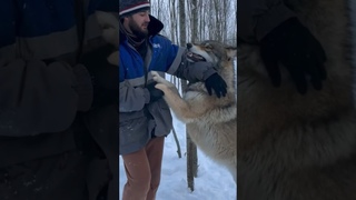 Попытка доминировать  Якутский ВОЛК