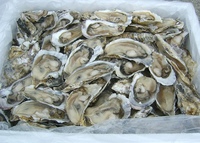 Где поесть устрицы в москве. Дешевые устрицы в москве. Устрица раскрылась. Черноморская устрица дикая. Устрица открывается в полнолуние.