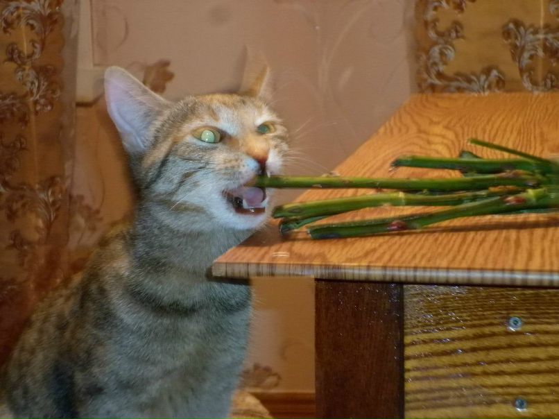 Юлия Потехина | Нея