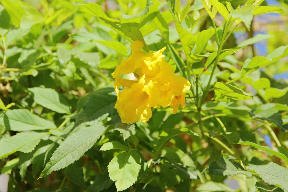 Владимир Пехоца | Краснодар