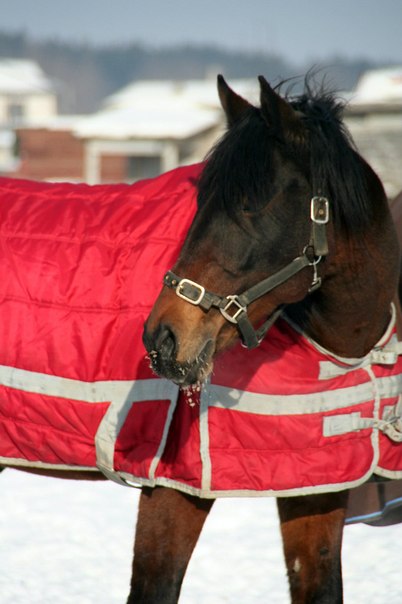 №13, Елена Вин, Санкт-Петербург №13, Елена Вин, Санкт-Петербург