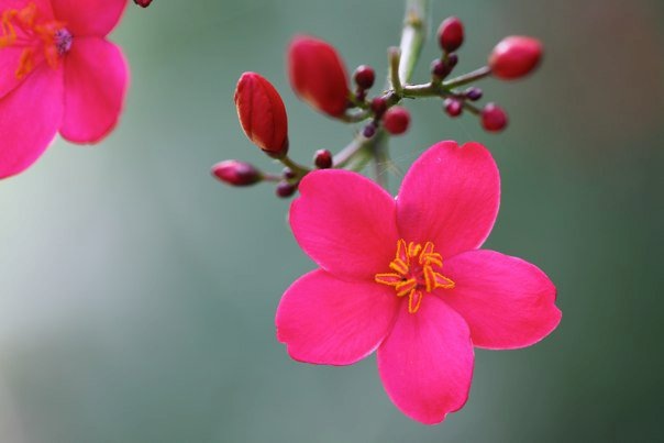 №139, Алина Маллиндайн №139, Алина Маллиндайн