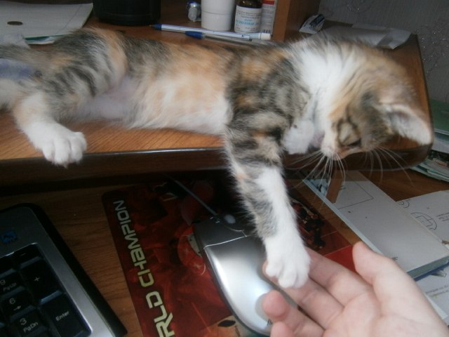 Риназ Сулейманов | Ульяновск