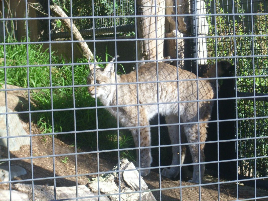 Alexandr Oseev | Magdeburg