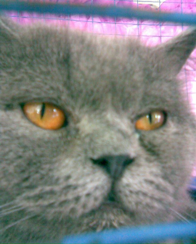 Валентина Власенко | Киев