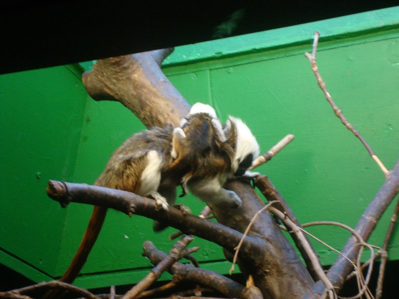 Егор Карпенков | Санкт-Петербург