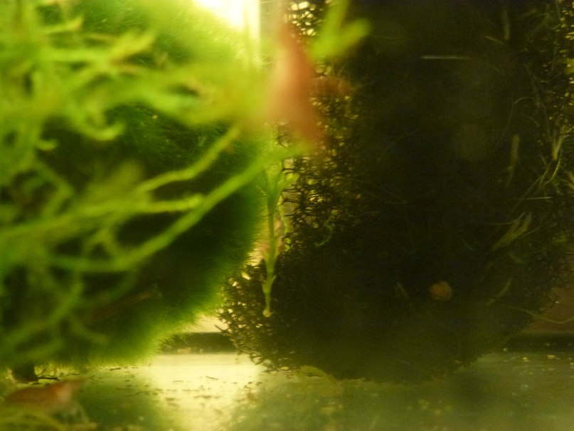 Алексей Шепелев | Москва