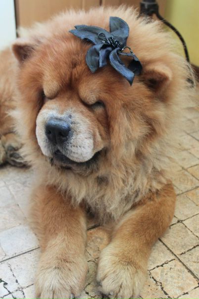 №113, Виктория Макарова, Киев №113, Виктория Макарова, Киев