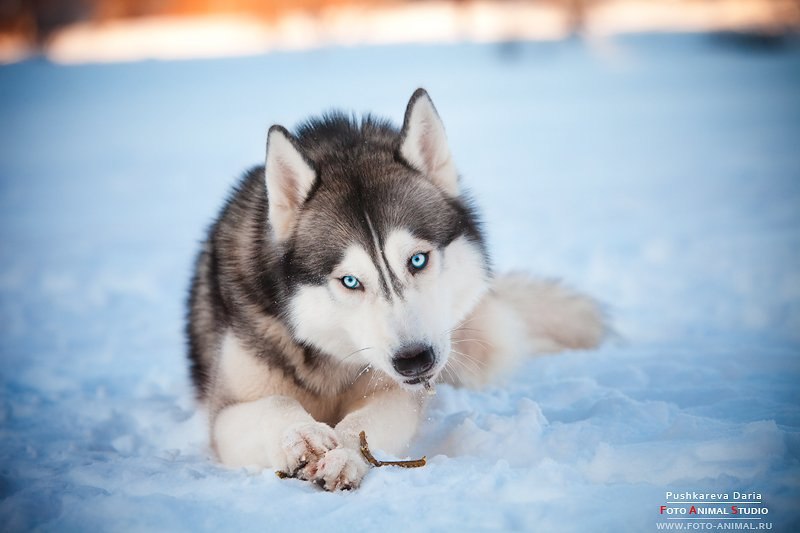 Евгения Жесть | Барнаул