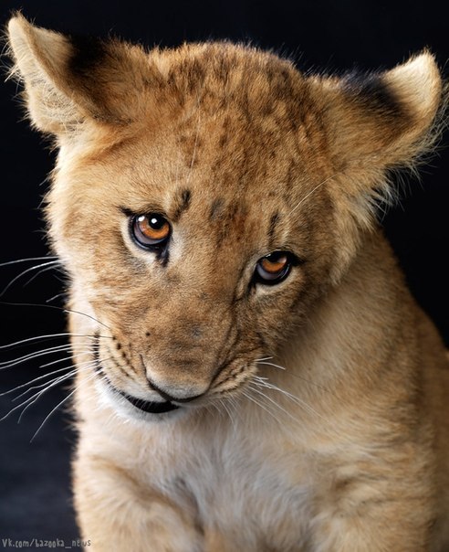 Егор Гутов -=WeroloM=- | Новосибирск