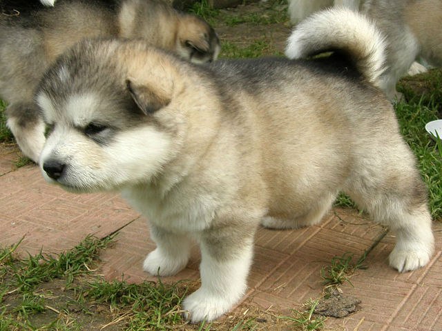 Zaxar Sadigov | Баку