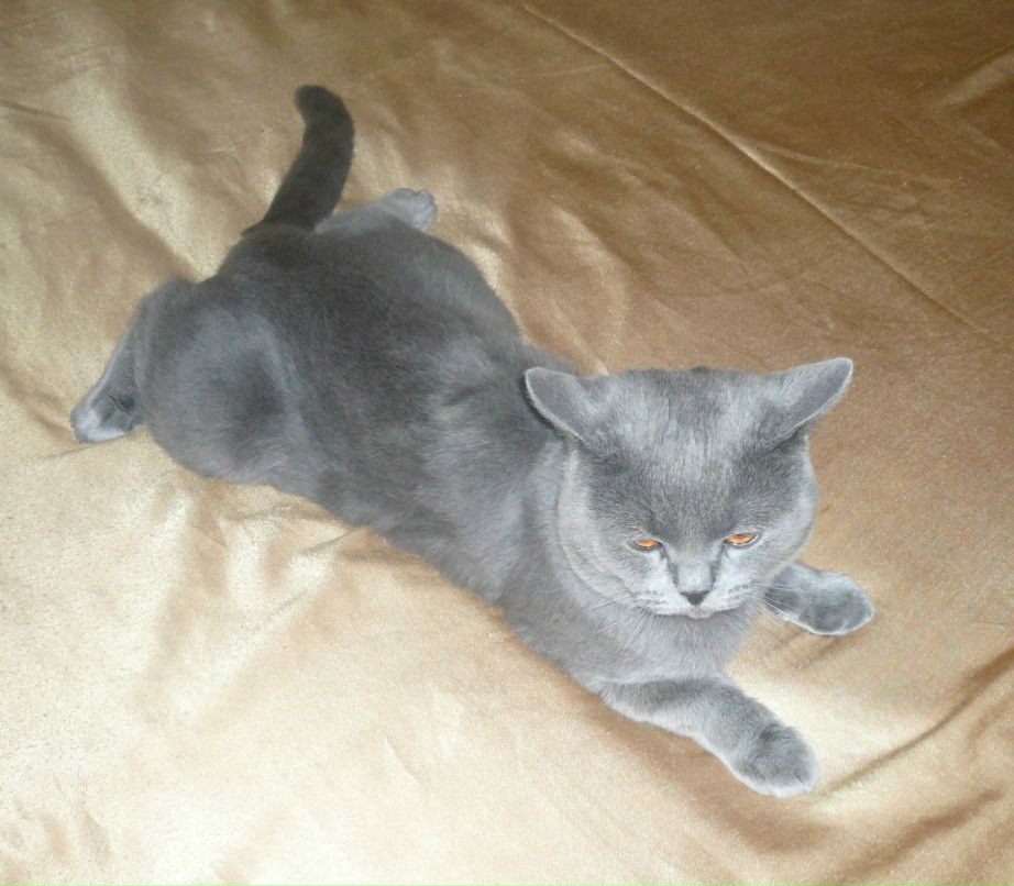 Наталья Аверченко | Ставрополь