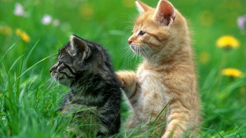 Максим Сотник Васильевич | Кропивницкий / Кировоград