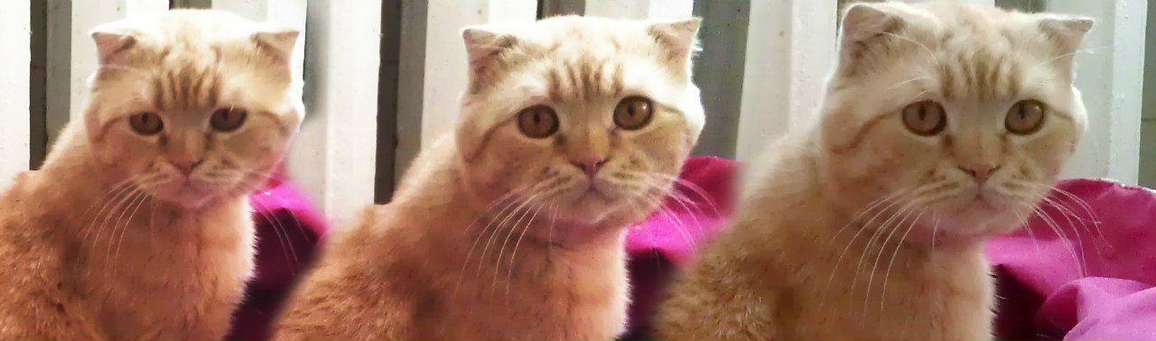 Андрей Колибаба | Киев