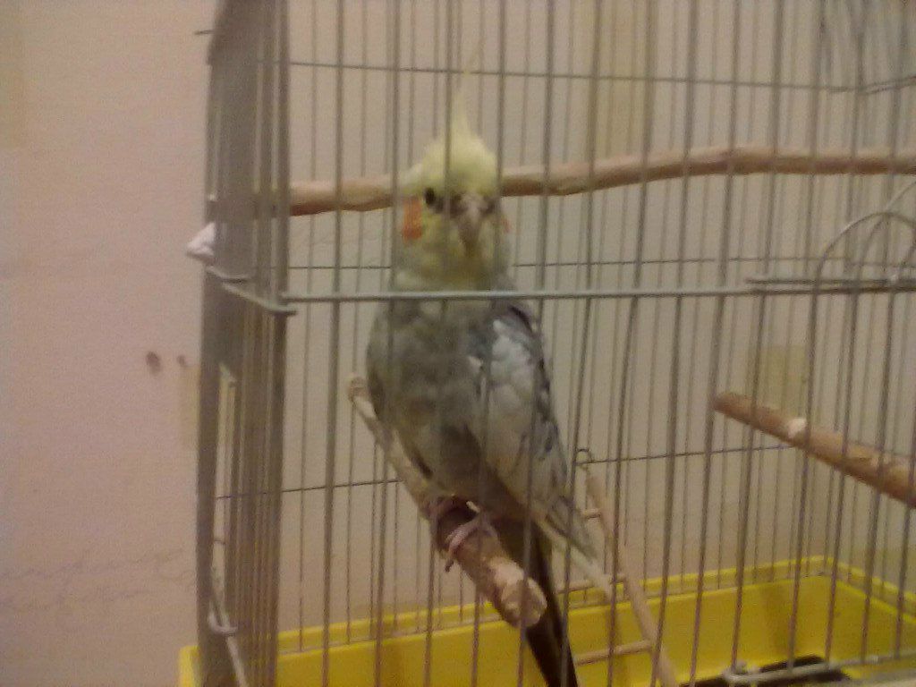 Олексій Корнієнко Lion | 