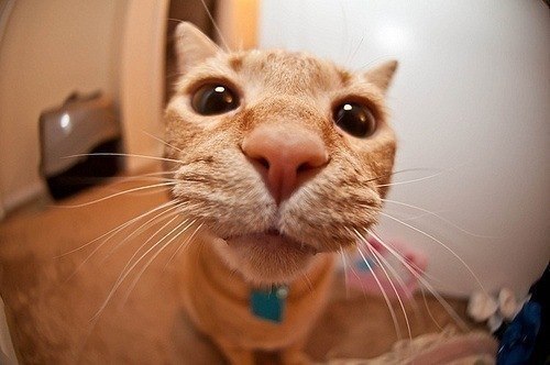 Димка Андросов | Орёл (хутор)