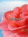 Фотография Алёна Чупракова