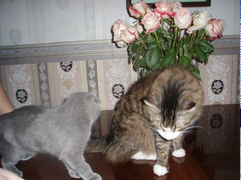 Ирина Ялышева | Санкт-Петербург