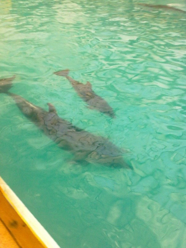 Ирина Костюк-Ткаченко | Волгодонск