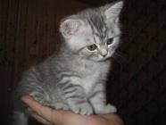 №169, Виктория Скиба, 37 лет, Симферополь №169, Виктория Скиба, 37 лет, Симферополь