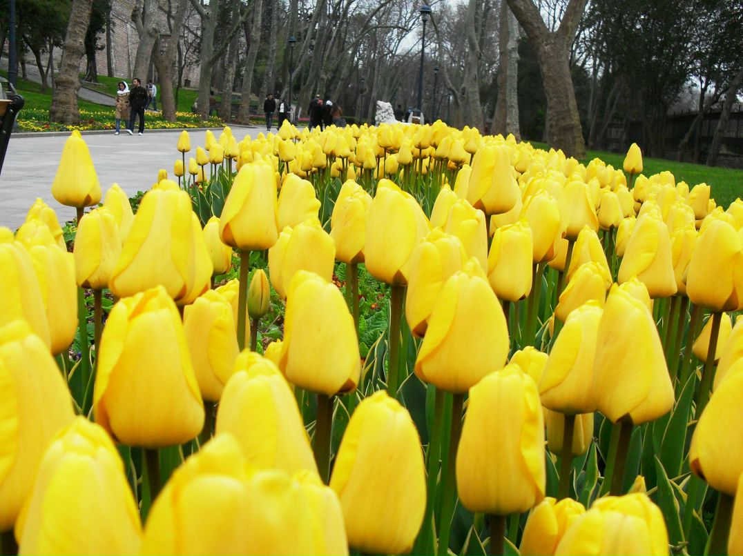 Надежда Толунай | 