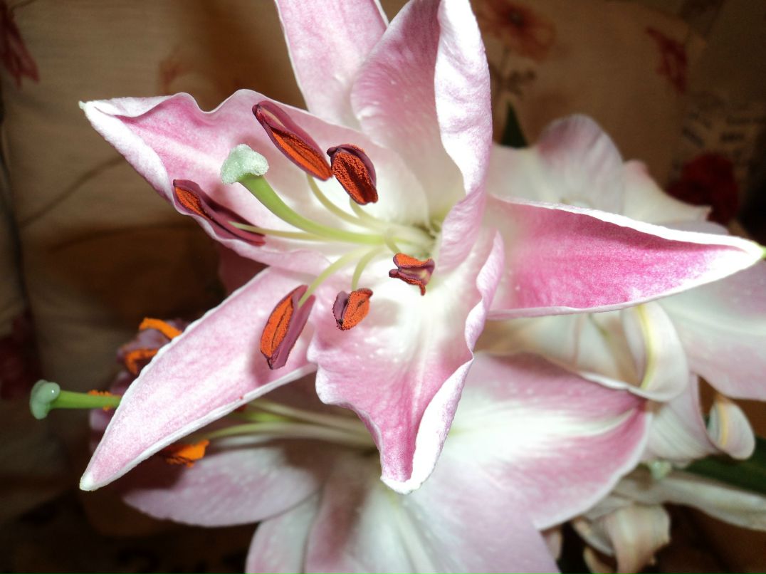 Галина Янюшкина | Петрозаводск