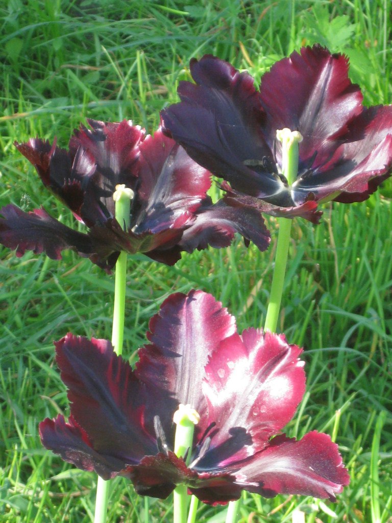 Оксана Гончарова | Санкт-Петербург