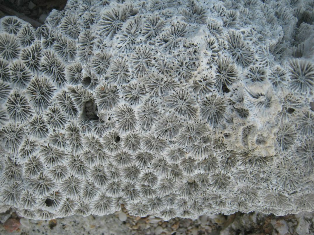 Владимир Дементьев | Санкт-Петербург