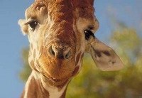 №13, Настенька Котова №13, Настенька Котова