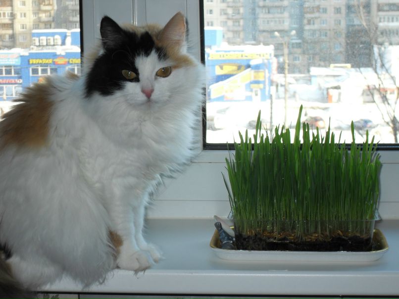 Анна Васильевна | Санкт-Петербург