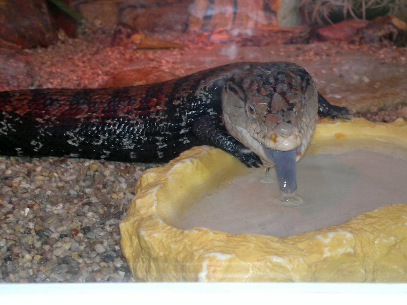 Светлана Рыбникова-Мальцева | Вологда