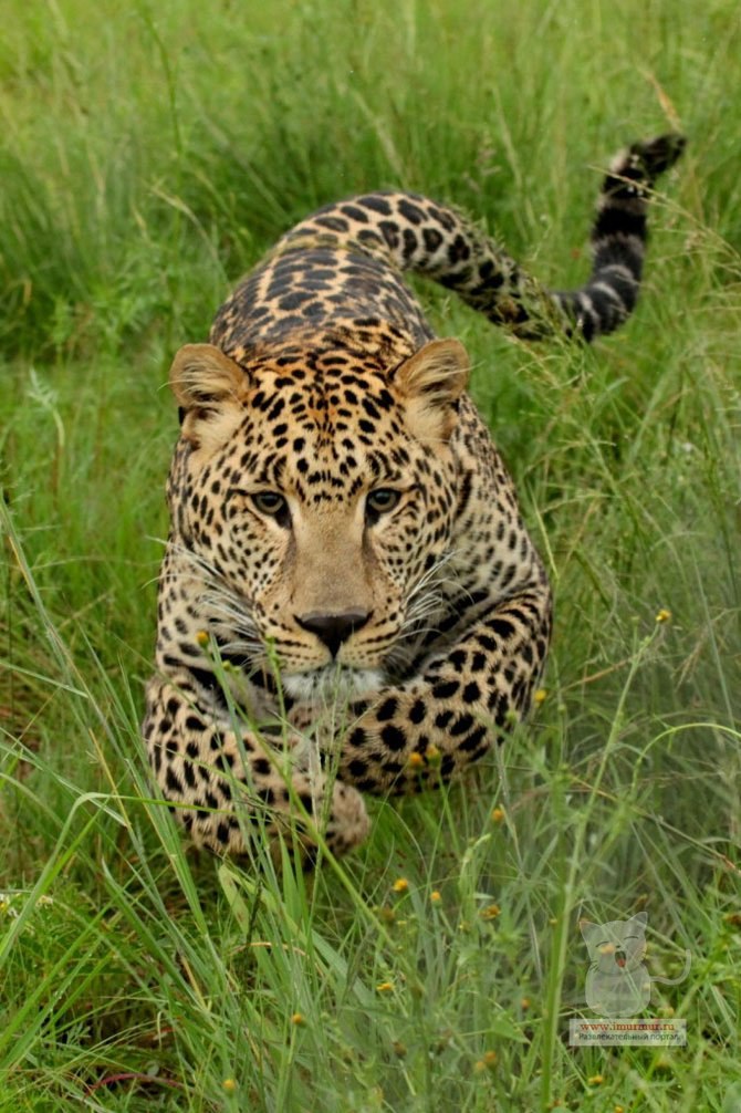 Владимир Дмитриев | Владимир